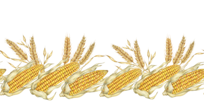 Corn seamless border clipart features detailed watercolor illustrations of golden corn cobs and wheat, for adding a touch of rustic charm to design projects, packaging, invitations, or seasonal decor png
