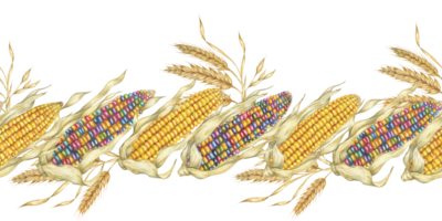 Corn seamless border clipart illustrates colorful watercolor corn cobs with detailed kernels, adding a festive touch to your design projects. Great for use in packaging, flyers, and kitchen decor png