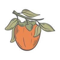 Ripe persimmon growing on branch hand engraved vector