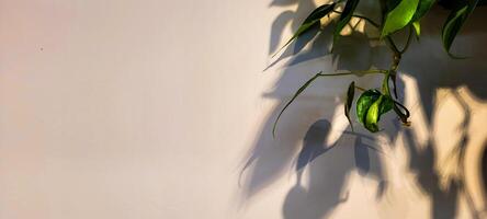 white wall textured background with leaf shadows and tree branches photo