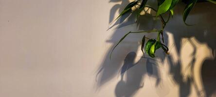 white wall textured background with leaf shadows and tree branches photo