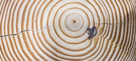 light rustic wood panel with veins and illuminated photo