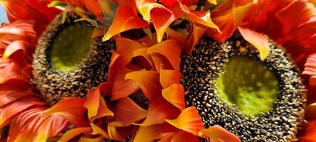 sunflower background with colorful background with side view and green leaves photo