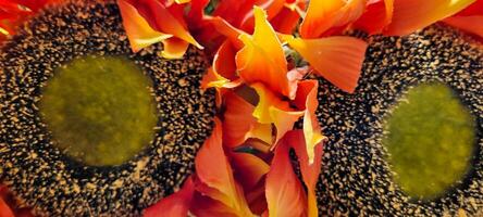 sunflower background with colorful background with side view and green leaves photo