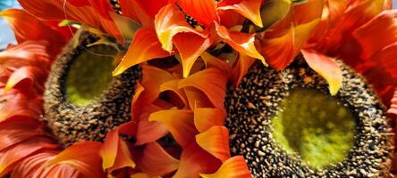 sunflower background with colorful background with side view and green leaves photo