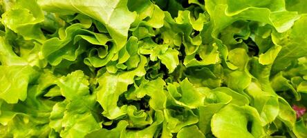 green lettuce for cooking, fresh iceberg lettuce without pesticides, green salad photo