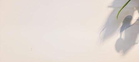 white wall textured background with leaf shadows and tree branches photo