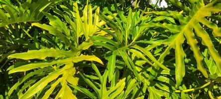 vegetation background of tropical green plants photo