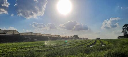 agricultural plantation of vegetables with irrigation and greenhouse photo