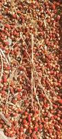 abstract background of red circle and dry leaves photo