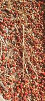 abstract background of red circle and dry leaves photo