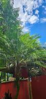 palm trees and other trees seen from below photo