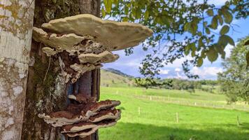 mushrooms growing on a tree in the field photo