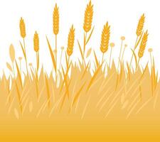 Background of wheat or barley cereal growing on a field. Oat, wheat ears stalks field. vector