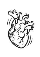 Realistic anatomic heart, hand drawn illustration in doodle style, sketch drawing. For tattoo, poster, design element. vector