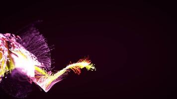 Colorful abstract stylish particle and plexus system on dark background video