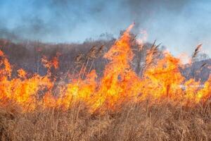 A strong fire spreads in gusts of wind through dry grass photo