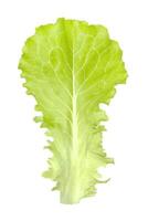 Green leaf of Lettuce or Lactuca sativa is an annual plant of the daisy family, Asteraceae isolated on white background photo