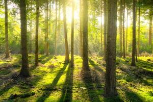 Stunning Image of Towering, Verdant Trees in a Forest photo