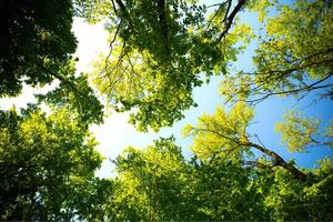 Forest, lush foliage, tall trees at spring or early summer - photographed from below photo