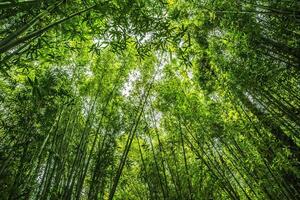 Forest, lush foliage, tall trees at spring or early summer - photographed from below photo