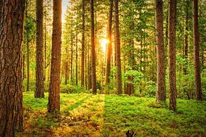 Stunning Image of Towering, Verdant Trees in a Forest photo