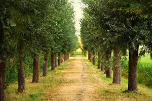 Stunning Image of Towering, Verdant Trees in a Forest photo