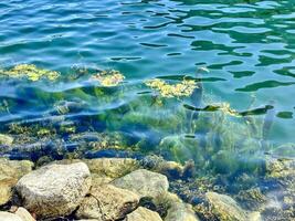 A tranquil scene of a calm waterfront with algae and stones under clear blue water photo