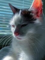White and black cat on window background with blinds in sunlight photo