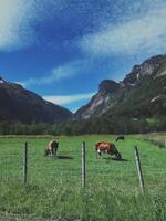 Norwegian mountain valley where there is gray asphalt but cows graze in the green grass, which is near big high mountains above the blue sky with puffy clouds. photo