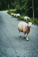 herd of merino sheep on a road in Norway, blocking the traffic, coming behind them photo