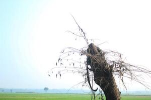 old gray trunk beside way in field photo