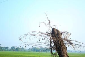 old gray trunk beside way in field photo