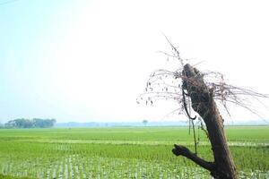 old gray trunk beside way in field photo