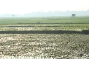 Photo of a rice field view with a hut in the middle.