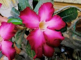 Red Cambodian flower with close-up horizontal view photo