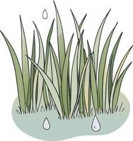 Green grass on whitebackground with dew drops vector