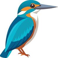 A illustration of kingfisher vector