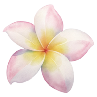 aigenerated watercolor of a flower Plumeria png