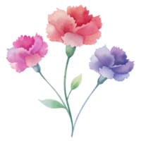 aigenerated watercolor drawing of a canations png