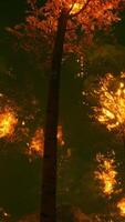 Intense flames from a massive forest fire video