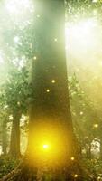 un bosque lleno con un montón de arboles y luces video