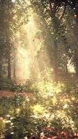 A forest filled with lots of trees and lights video