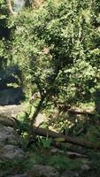 Majestic Forest Filled With Trees and Rocks video