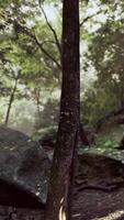Sunlight Filtering Through Trees in Foggy Tropical Forest video