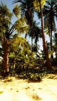 A sandy beach with palm trees and the ocean in the background video