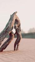 piece of an old root is lying in the sand of the beach video