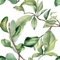 Leaves on branch fruit tree watercolor seamless pattern isolated on white. Foliage of citrus tree hand drawn. Bergamot , grapefruit plants in botanical sketch style. Assorted green leaf for print. vector