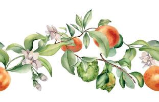 Grapefruit and bergamot on branches of fruit tree seamless border isolated . Watercolor citrus plants . Hand drawn various leaves and jasmine flowers in botanical sketch style for textile, package. vector