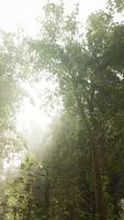Panoramic view of the majestic evergreen forest in a morning fog video